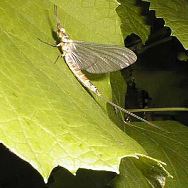 mayfly on grape leaf