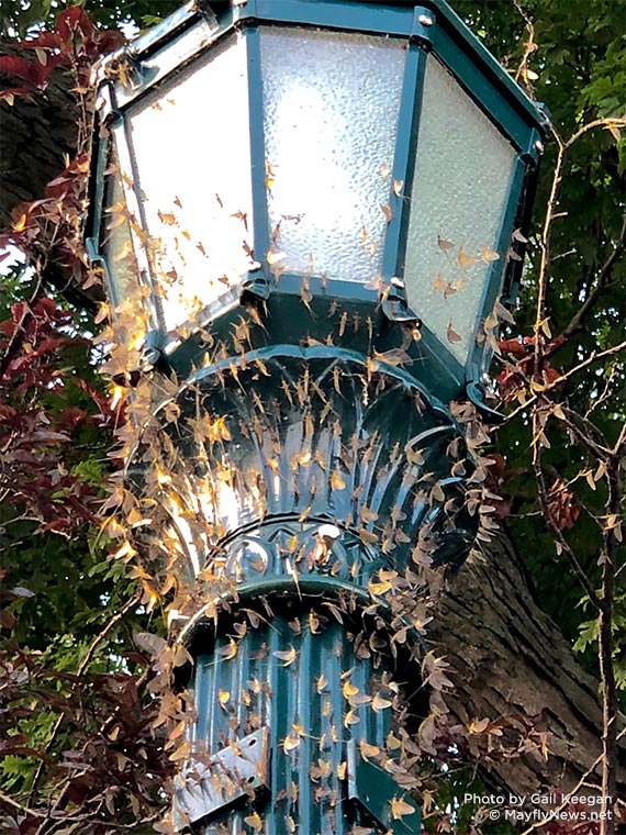 mayflies on lamppost - Put-in-Bay, Ohio island