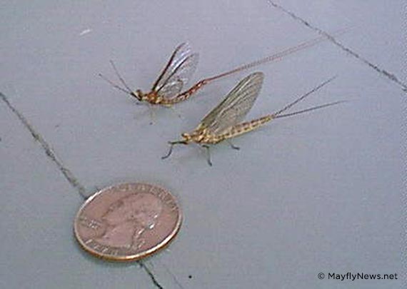 mayflies next to a US quarter for size comparison