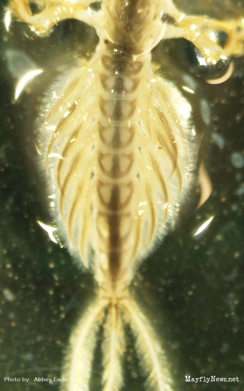 Mayfly nymphs - Limbata abdomen