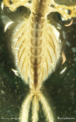 Mayfly abdomen close-up