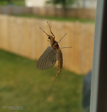 mayfly window closeup
