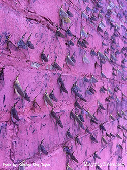 mayflies on wall cleveland warehouse district