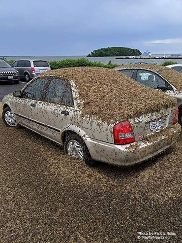 Mayflies covering car in Catawba Island, Ohio