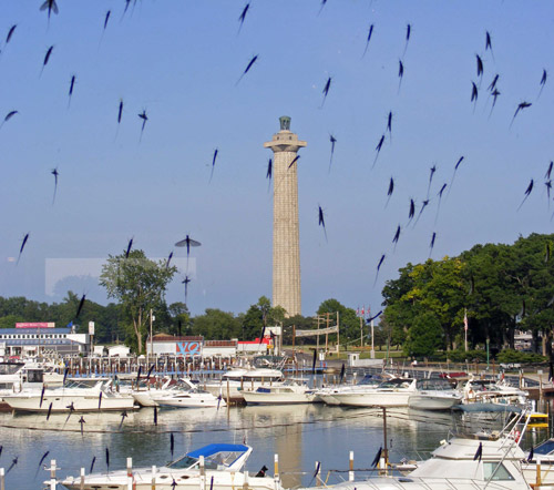 Mayflies Perry's Monument - South Bass Island
