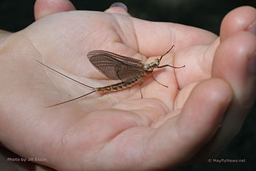 Mayfly in child's hand