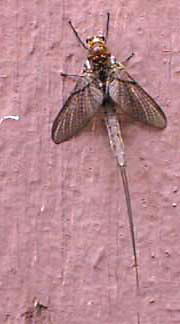 mayfly shedding skin 1