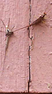 mayfly shedding skin 10