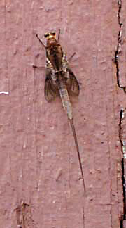 mayfly shedding skin 2