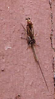 mayfly shedding skin 4