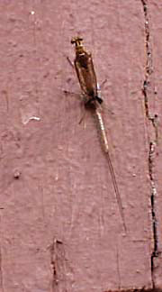 mayfly shedding skin 5