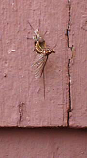 mayfly shedding skin 7
