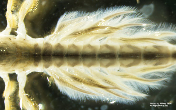 Mayfly nymph - rigida abdomen