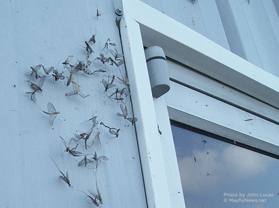 mayflies caught in spider web