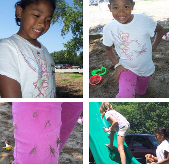 mayflies on girls on playground