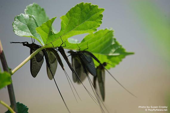 mayflies on grape leaves