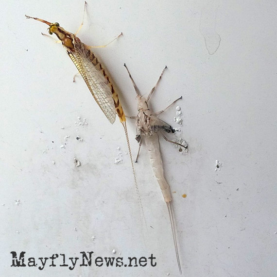 mayfly after shedding its skin