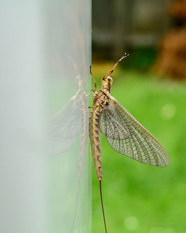 Mayfly closeup reflection