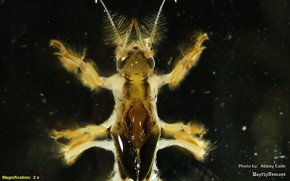 Mayfly nymphs - Limbata wing pads