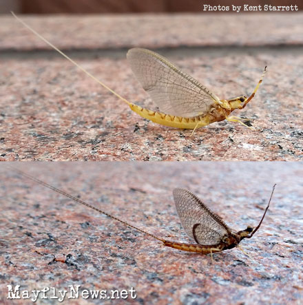 Mayfly varieties - 2 kinds seen around Lake Erie Ohio