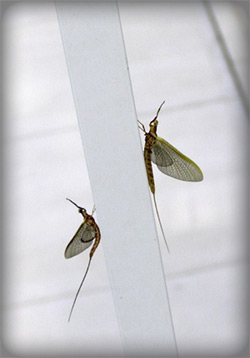 Mayfly closeup