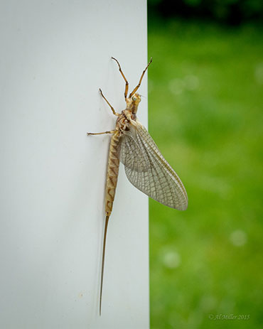 Mayfly closeup