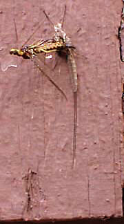 mayfly shedding skin 6